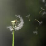 Allergie