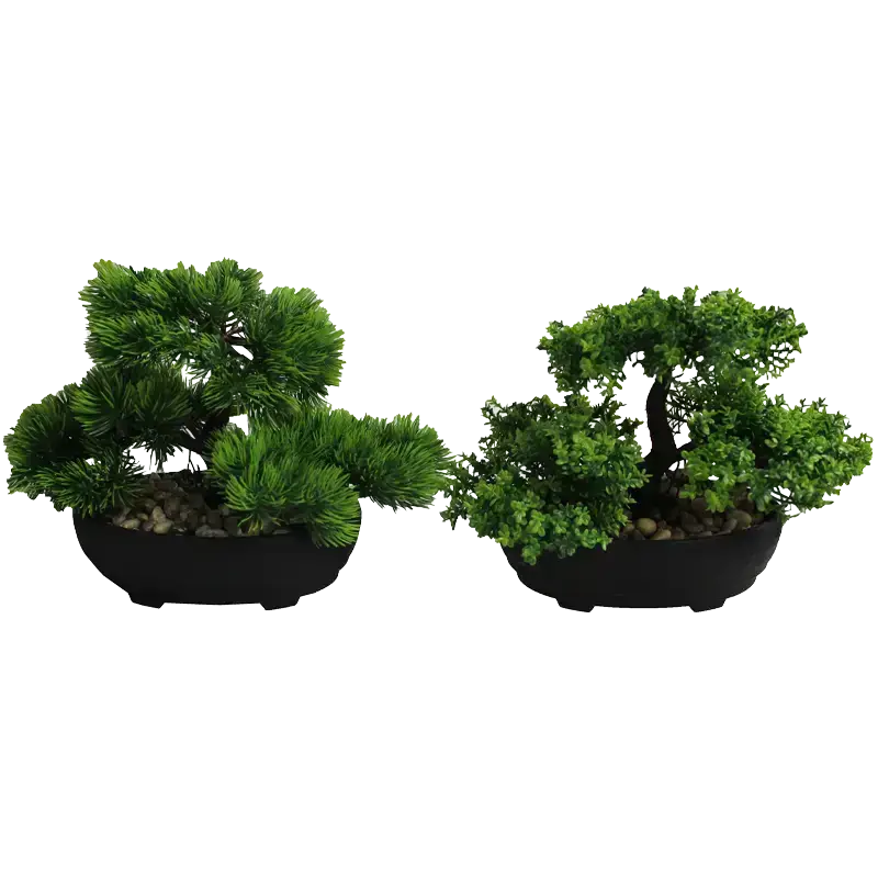Bären Marken Prämie Bonsai